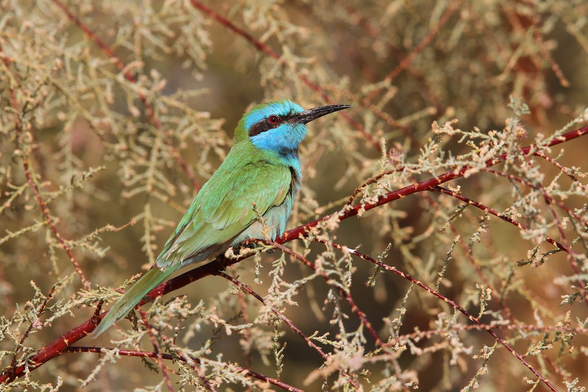 Arabian Green Bee-eater - ML65604881