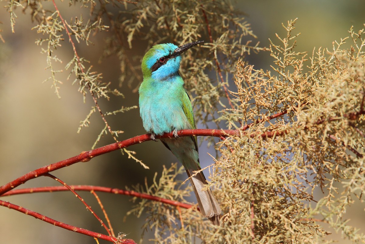 Arabian Green Bee-eater - Christoph Moning