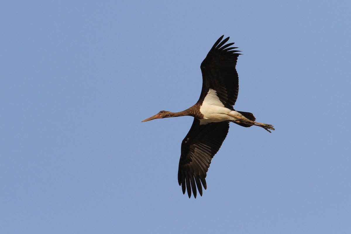 Black Stork - ML65605461