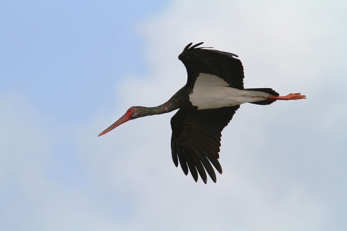 Black Stork - ML65605481