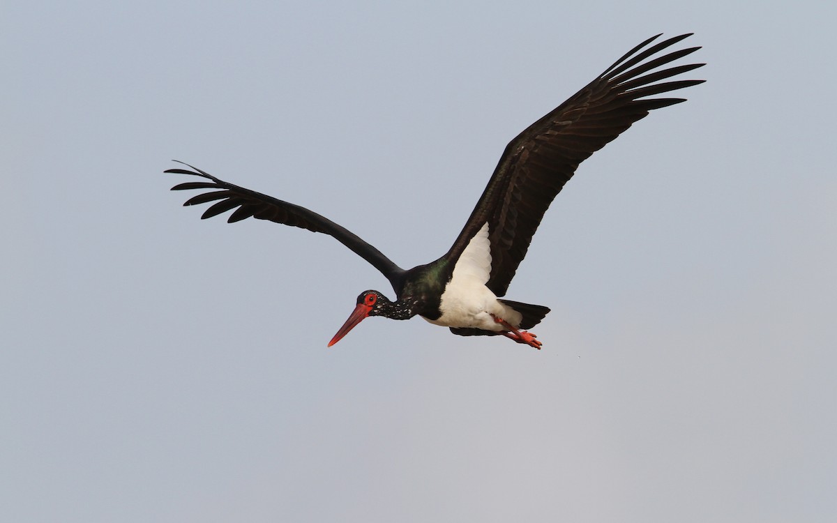 Black Stork - ML65605511