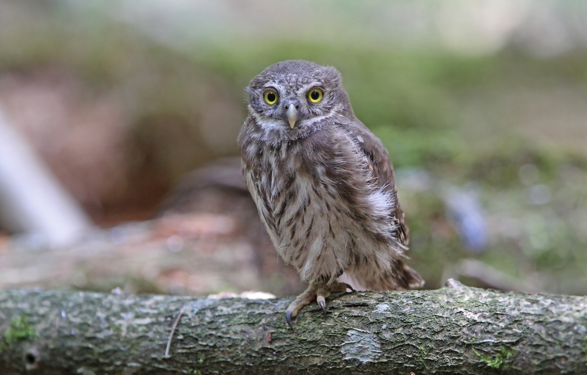 Eurasian Pygmy-Owl - Christoph Moning