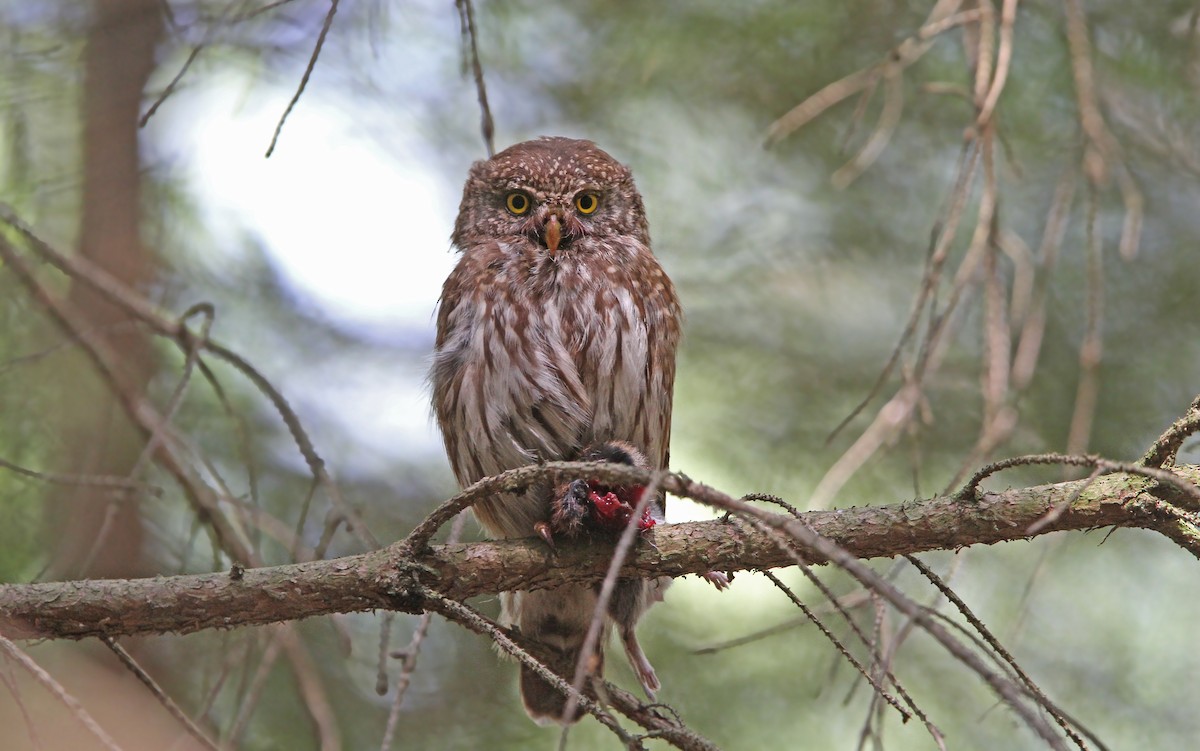 Eurasian Pygmy-Owl - ML65608301