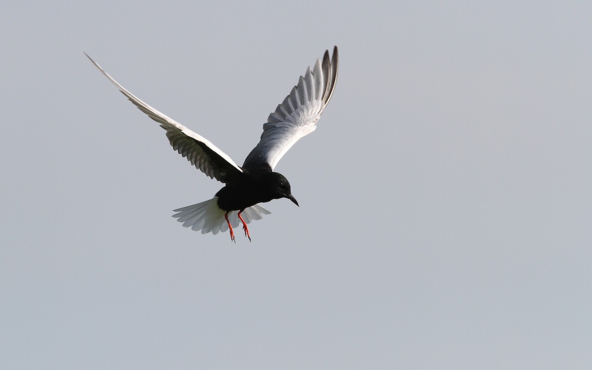 White-winged Tern - Christoph Moning