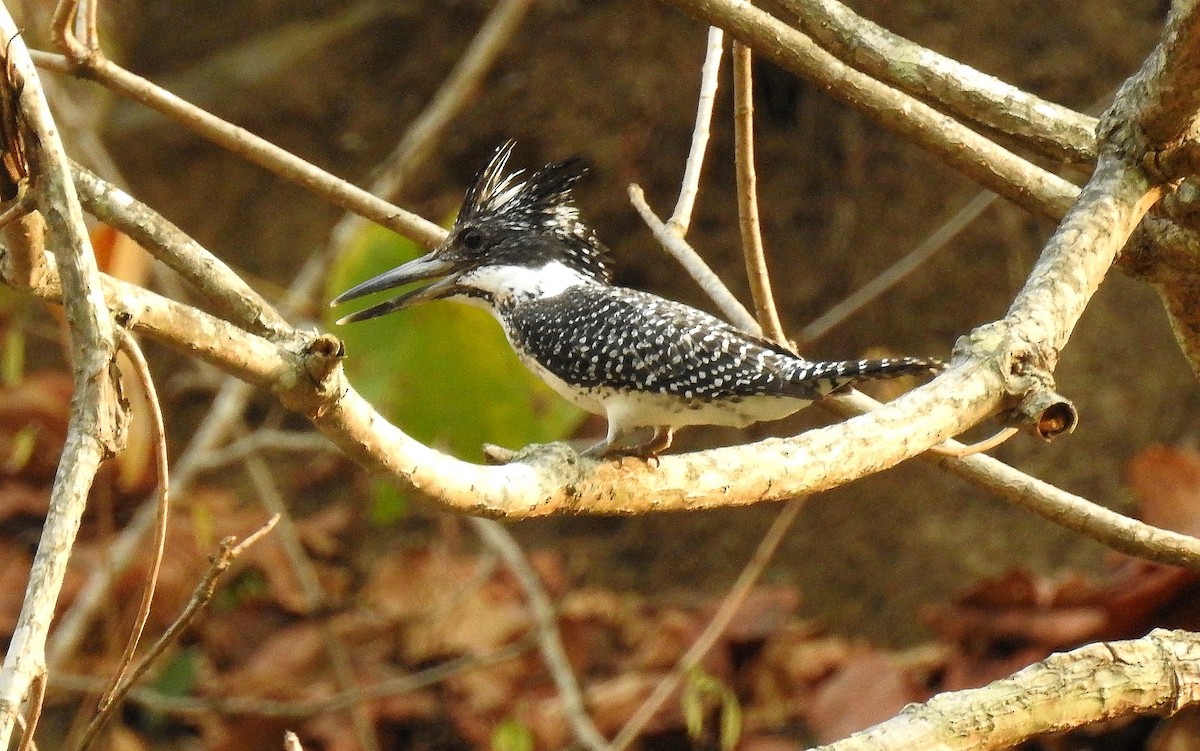 Crested Kingfisher - ML65609421