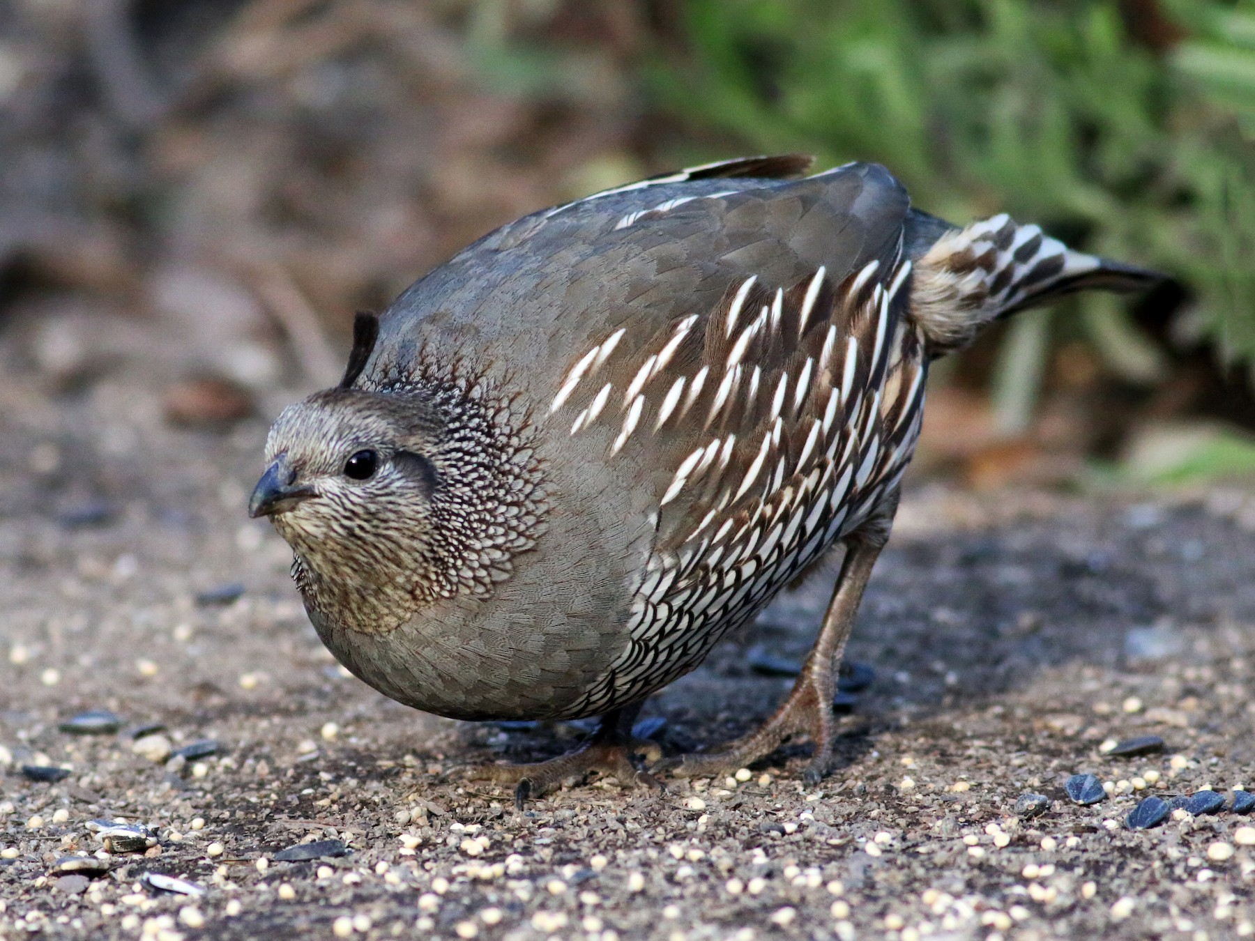 California Quail - Paul Fenwick