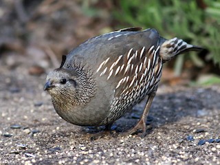 - California Quail