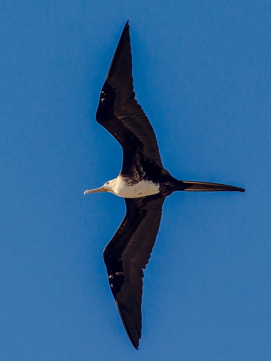 Magnificent Frigatebird - David Steinwender
