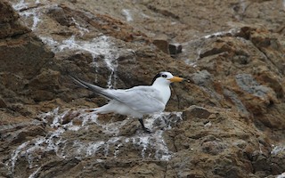  - Chinese Crested Tern