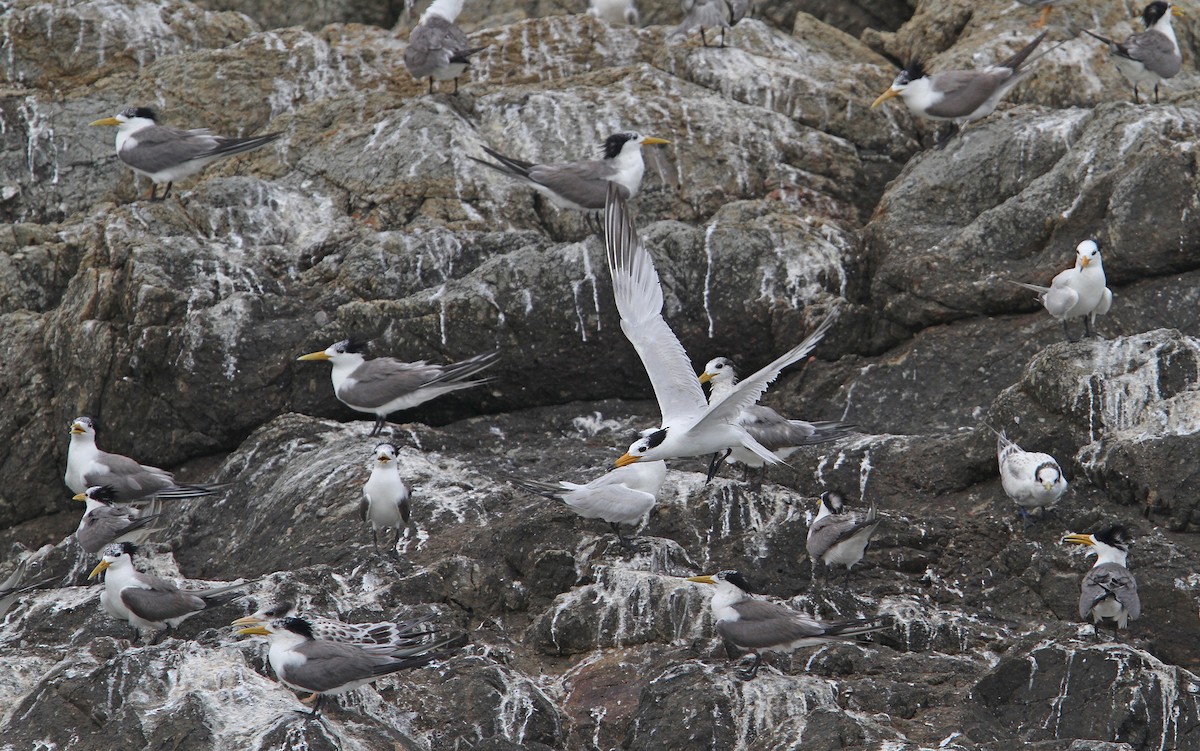 Chinese Crested Tern - ML65611631