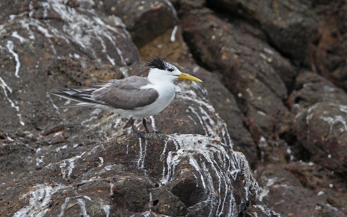 Great Crested Tern - Christoph Moning