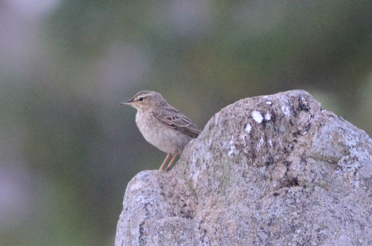 pipit sp. - ML65613541