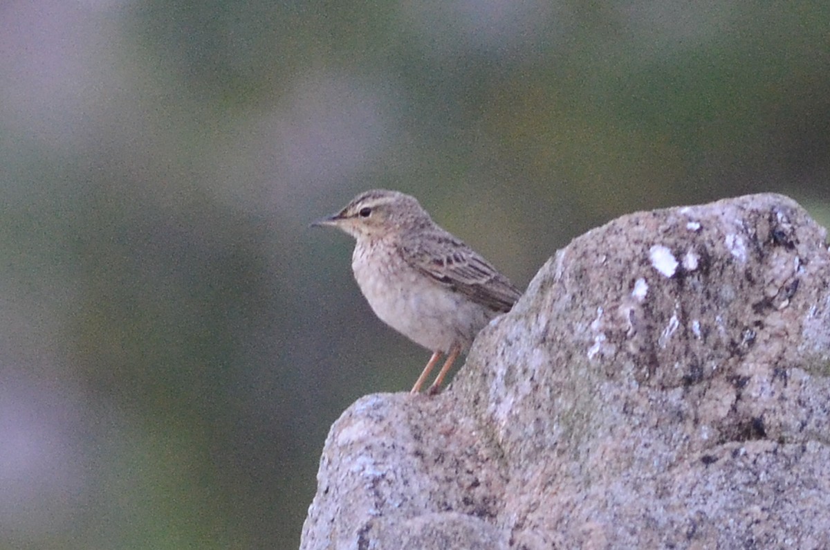 pipit sp. - ML65613551
