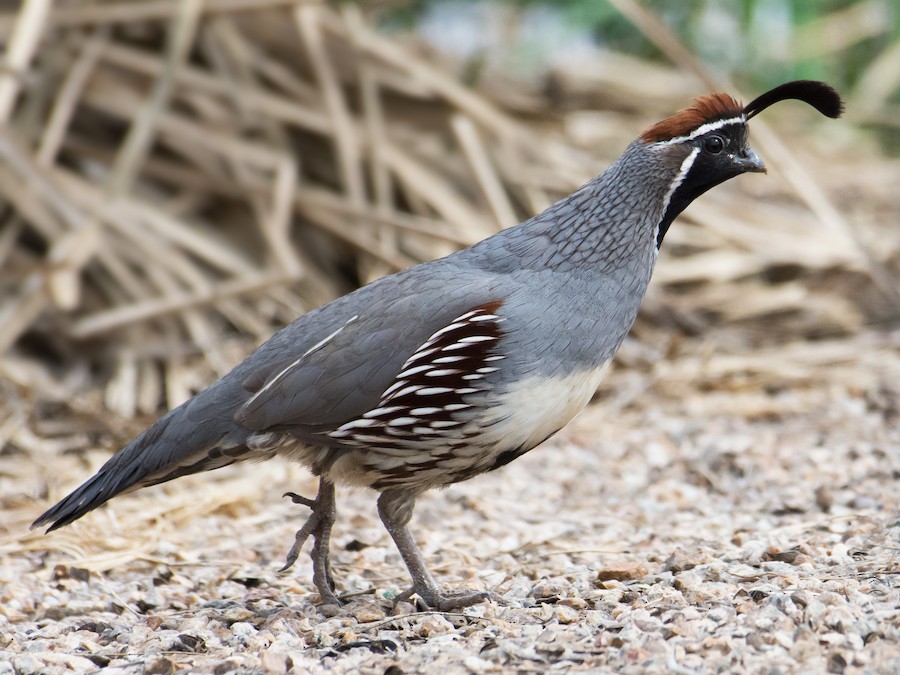 Codorniz de Gambel - eBird