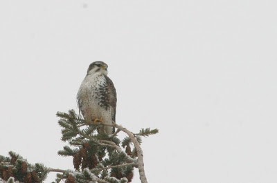 Prairie Falcon - Joshua Covill