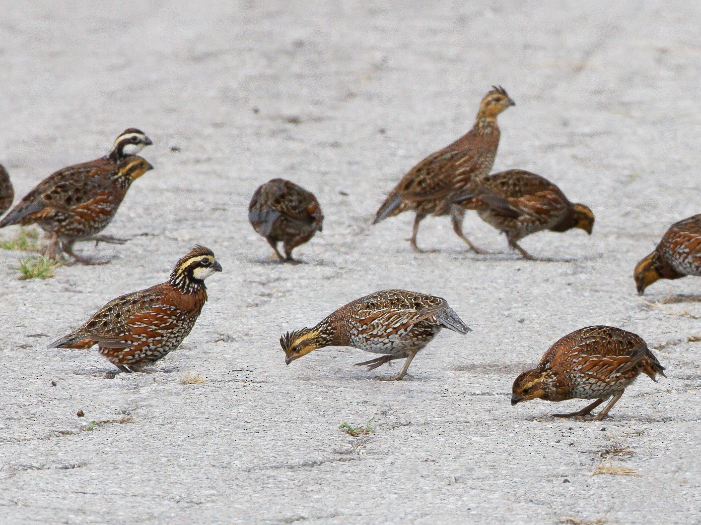 Bobwhite Quail Female