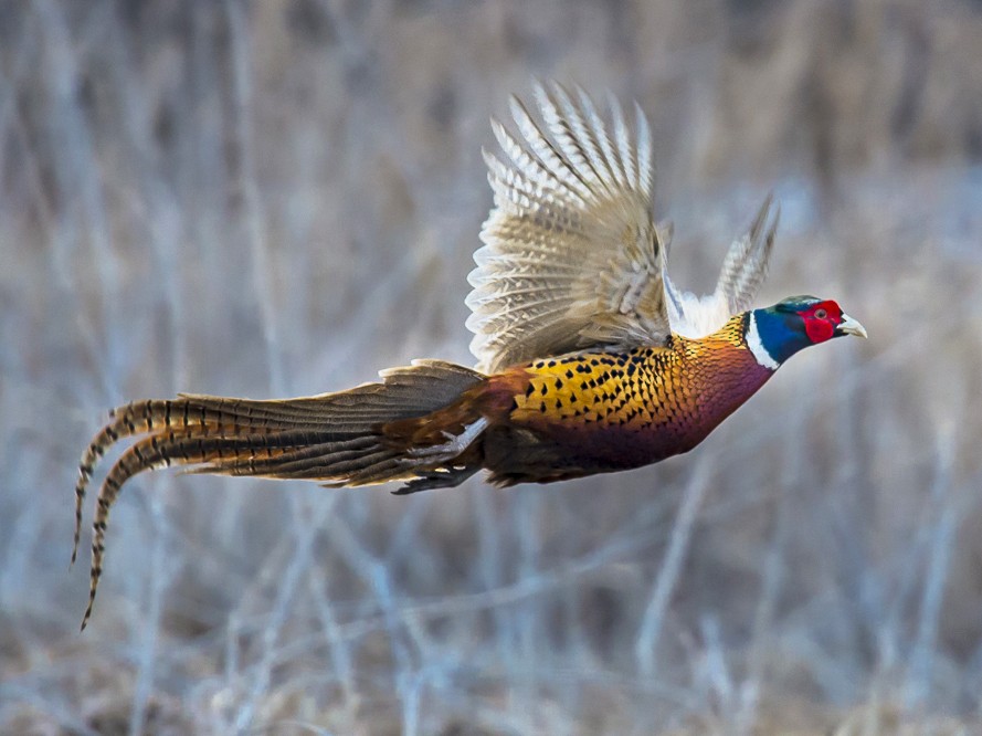 Ring-necked Pheasant - NDOW