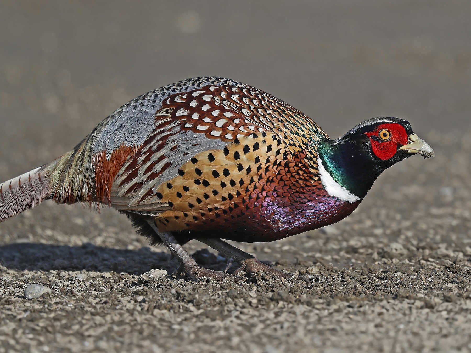 Ring-necked Pheasants