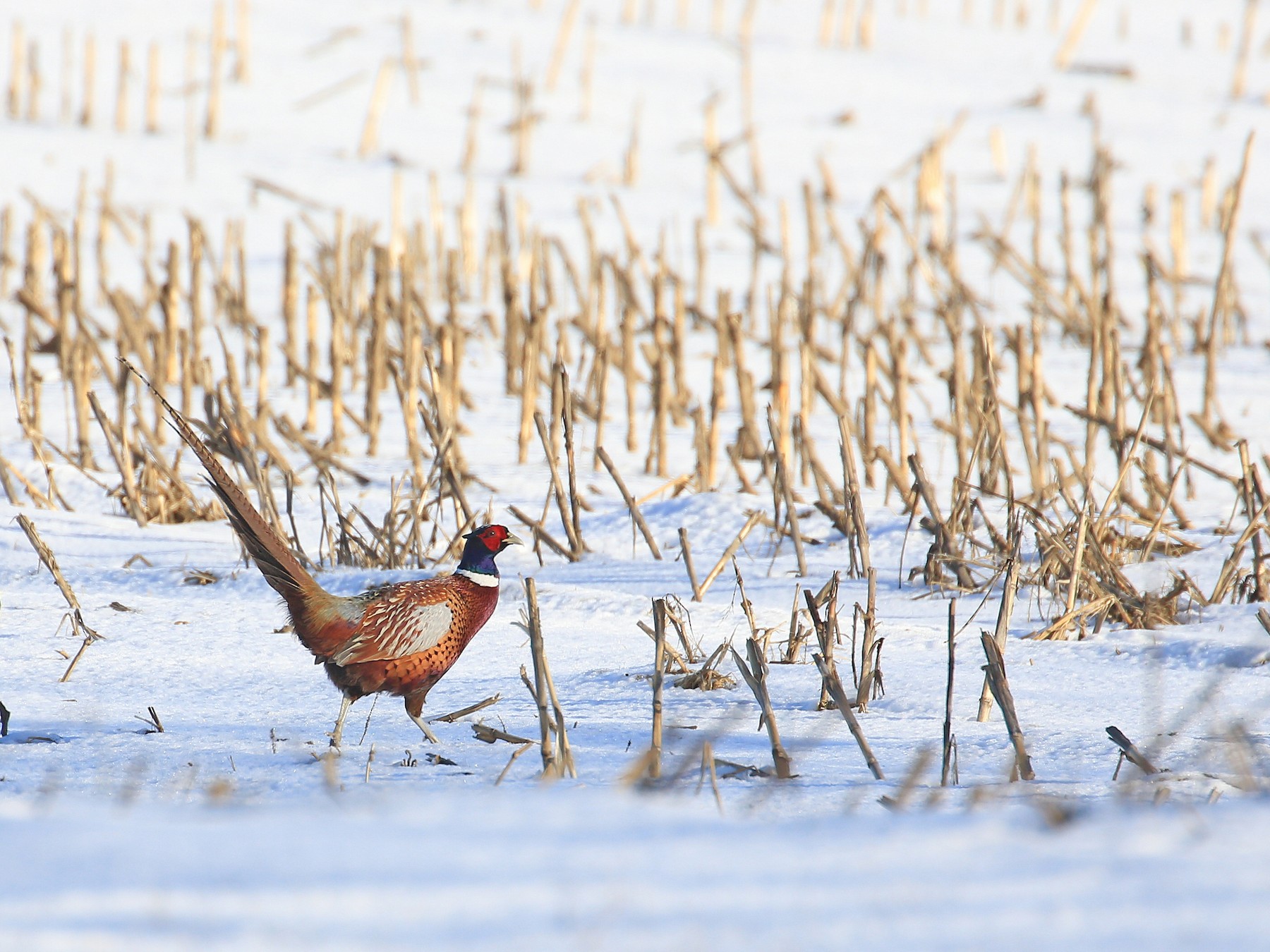 Ring-necked/Green Pheasant - Tim Lenz