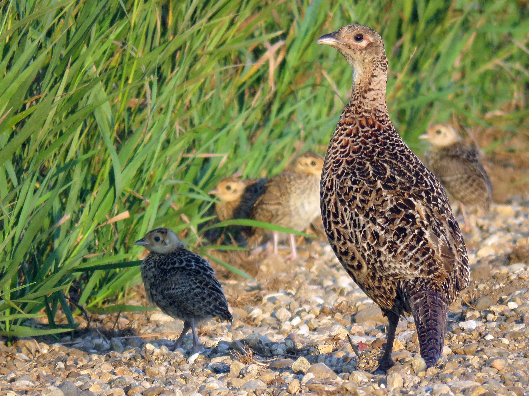 Ring-necked/Green Pheasant - Kelly Preheim