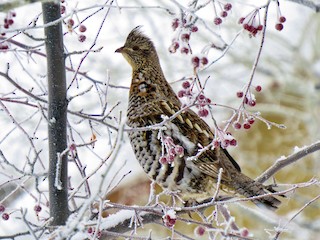  バード  Grouse-FinnFest 2020 Spruce Grouse - eBird