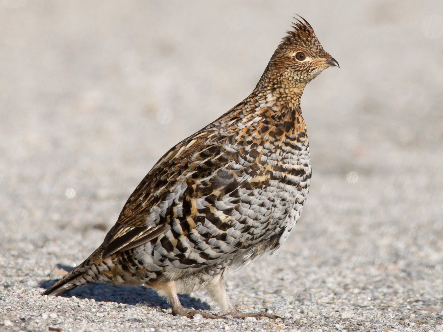 Ruffed Grouse - Alix d'Entremont