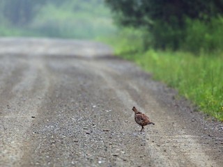 エリマキライチョウ - eBird