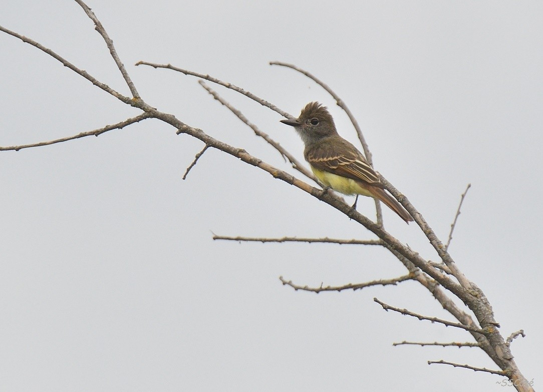 Great Crested Flycatcher - ML65615861