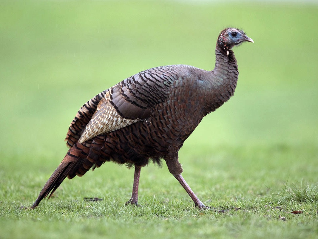 Wild Turkey eBird