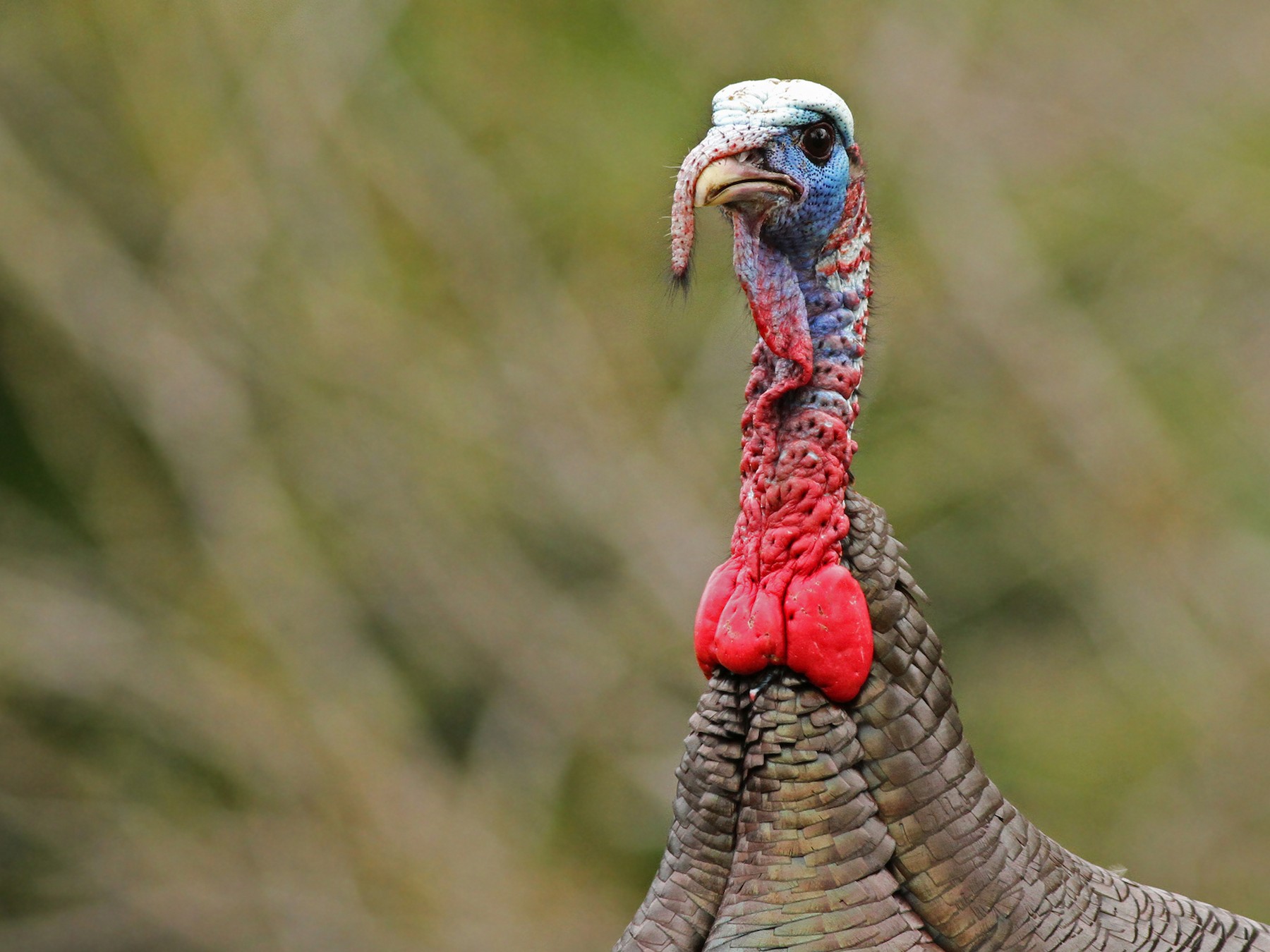 Wild Turkey - Jeremiah Trimble