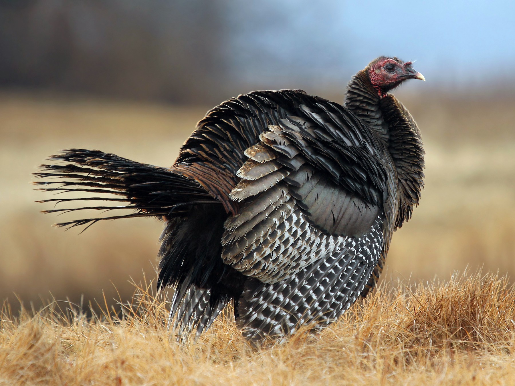 Wild Turkey - eBird