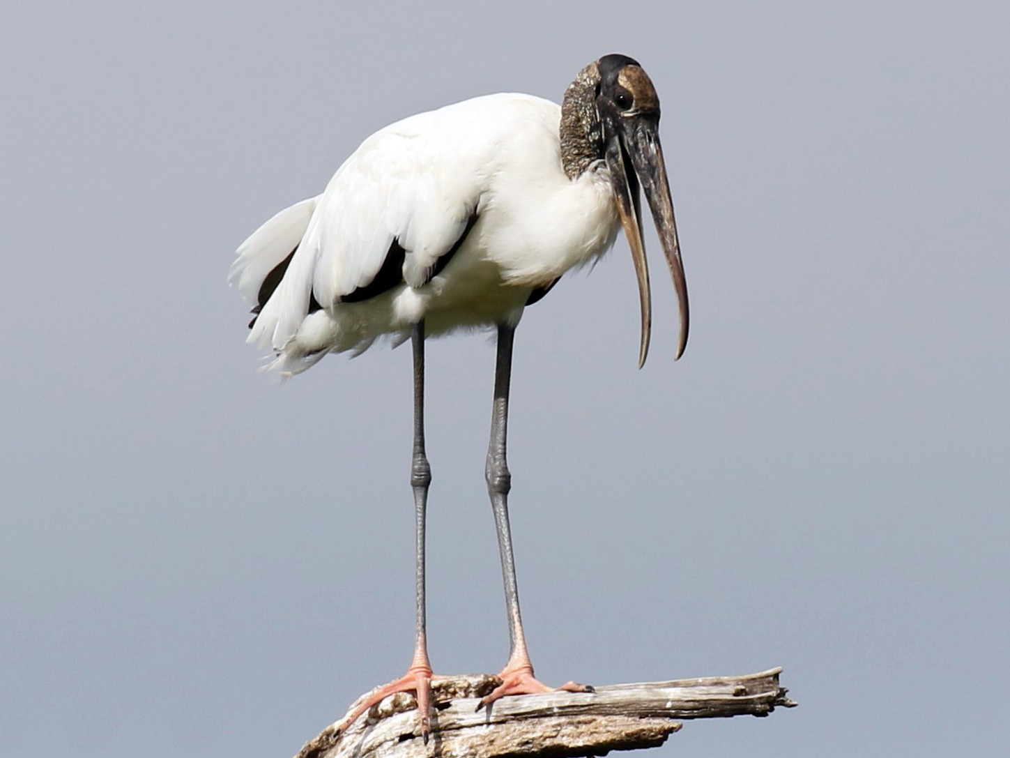 Wood Stork eBird
