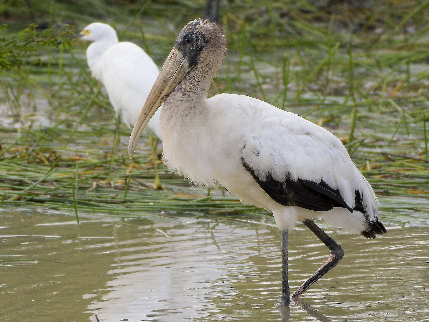 Wood Stork