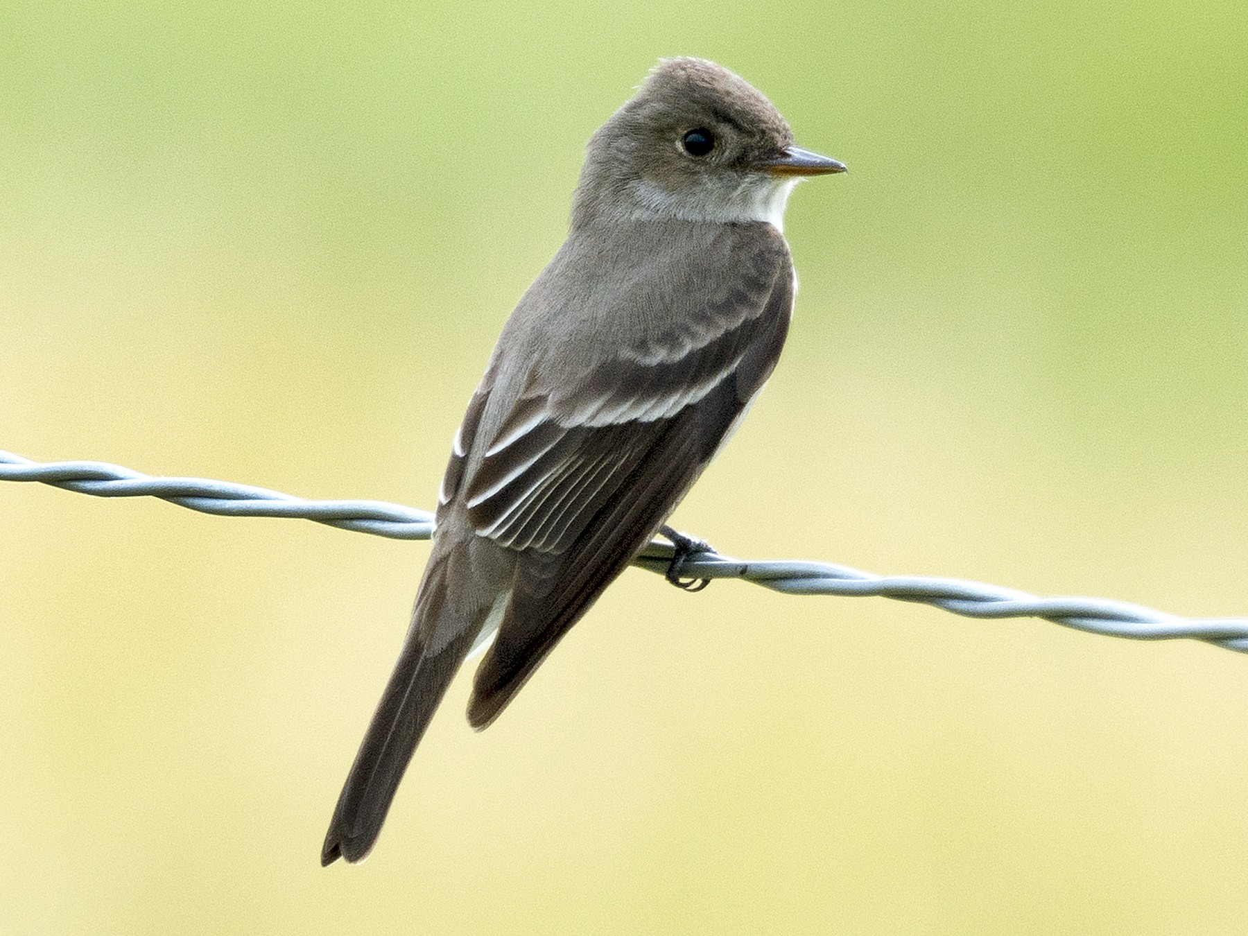 Western WoodPewee eBird