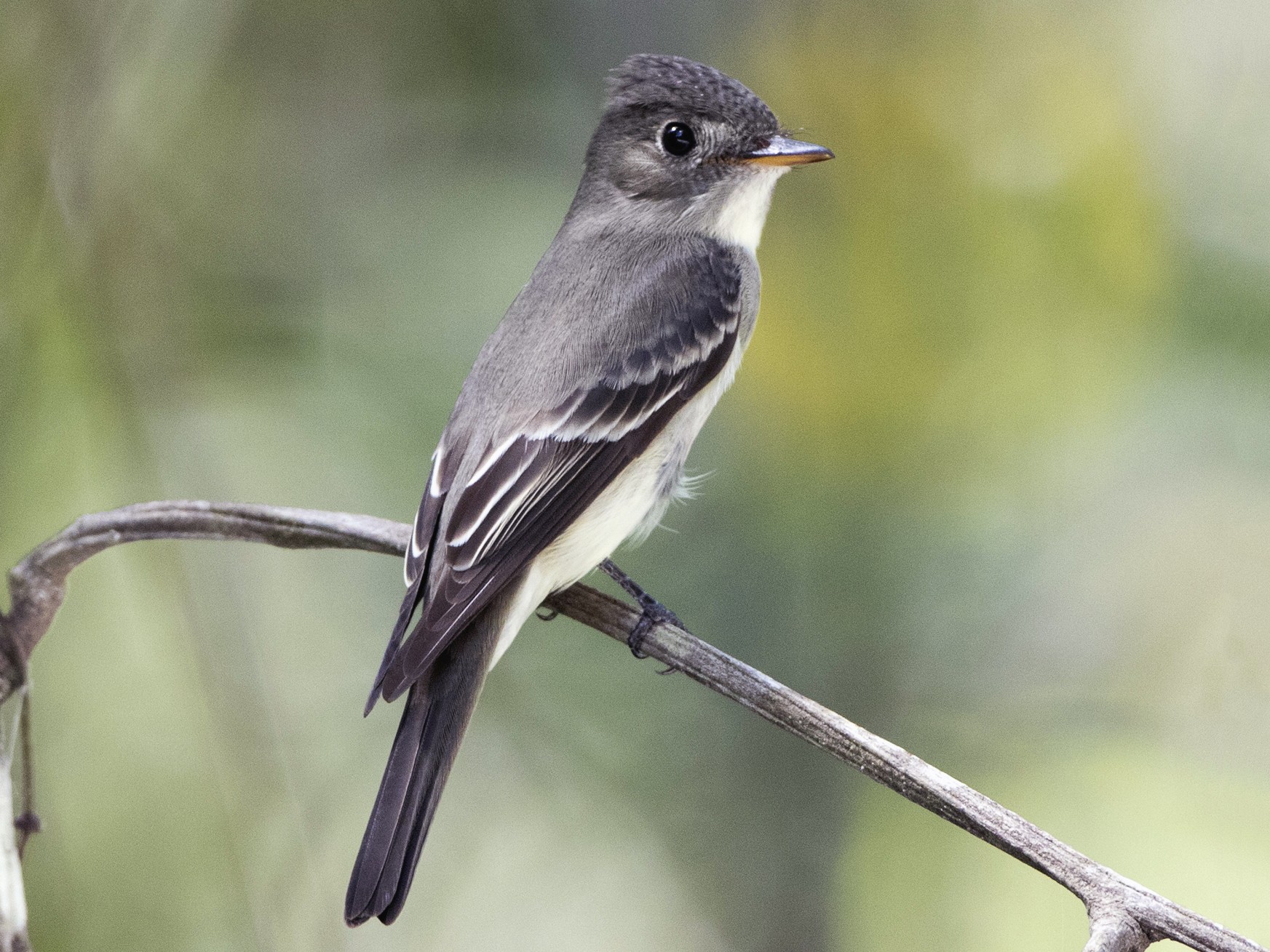 Eastern WoodPewee eBird