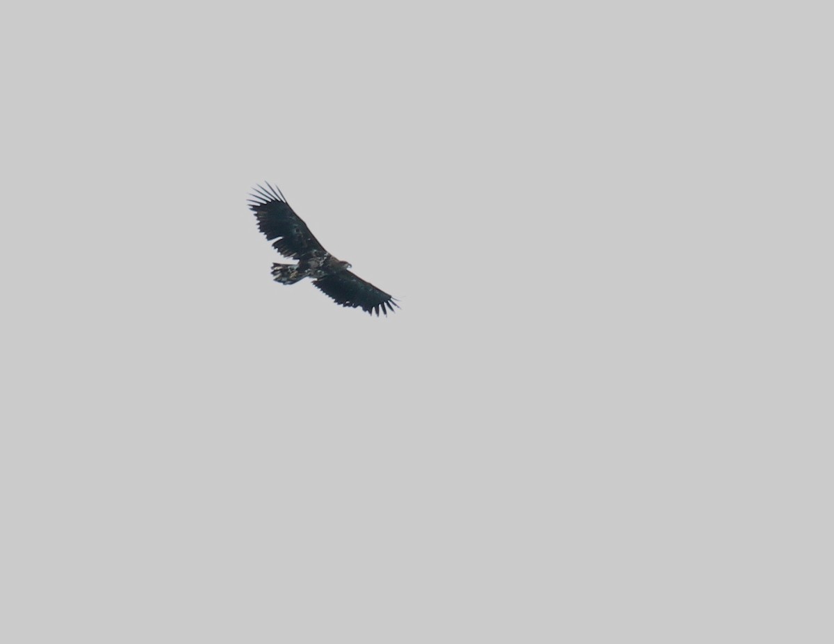 White-tailed Eagle - ML65618521