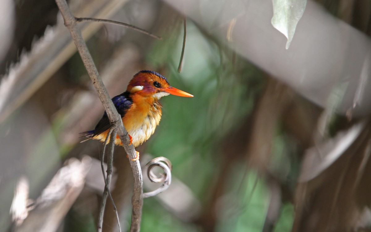 African Pygmy Kingfisher - Christoph Moning