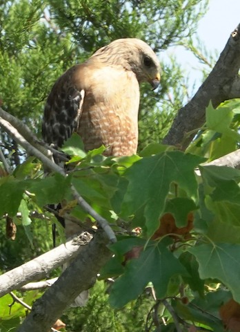 Red-shouldered Hawk - Brian Bleecker
