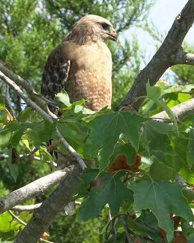 Red-shouldered Hawk - Brian Bleecker