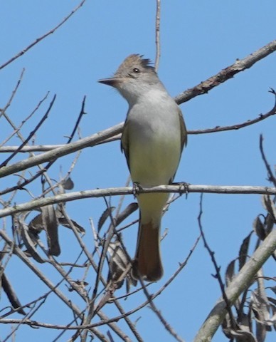 Ash-throated Flycatcher - Brian Bleecker