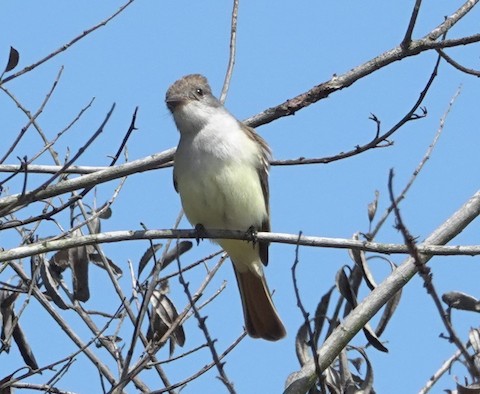 Ash-throated Flycatcher - Brian Bleecker
