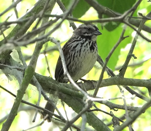 Song Sparrow - Brian Bleecker