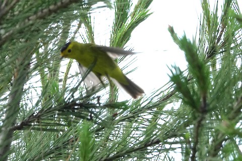 Wilson's Warbler - Brian Bleecker