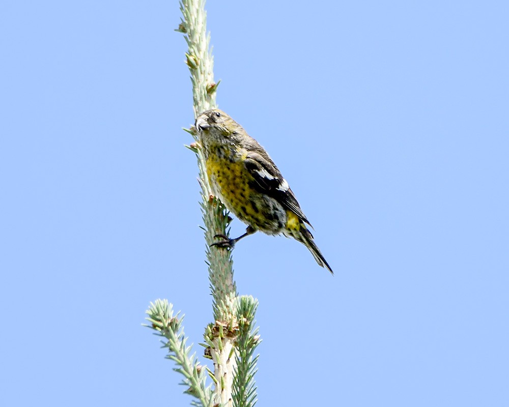 White-winged Crossbill - Marianne Taylor