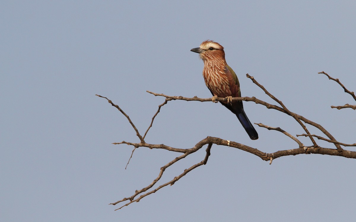 Rufous-crowned Roller - Christoph Moning