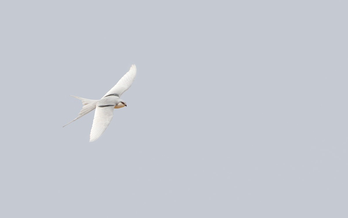 Scissor-tailed Kite - ML65626191