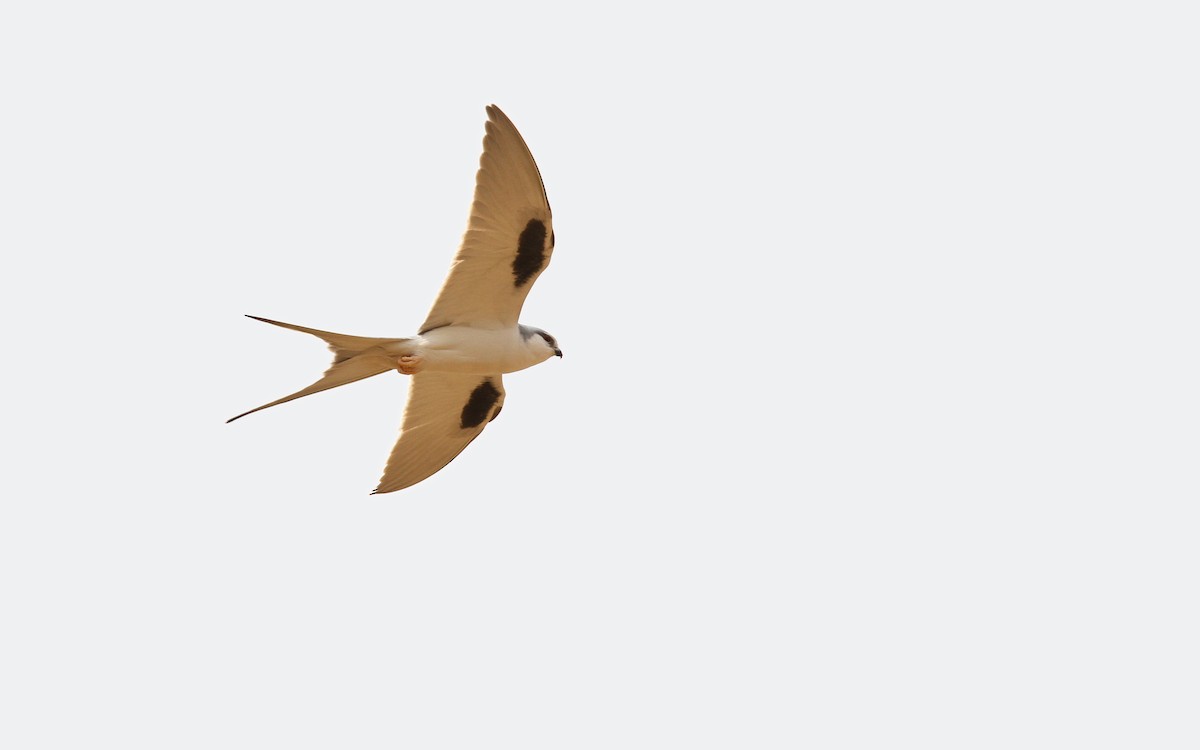 Scissor-tailed Kite - ML65626201