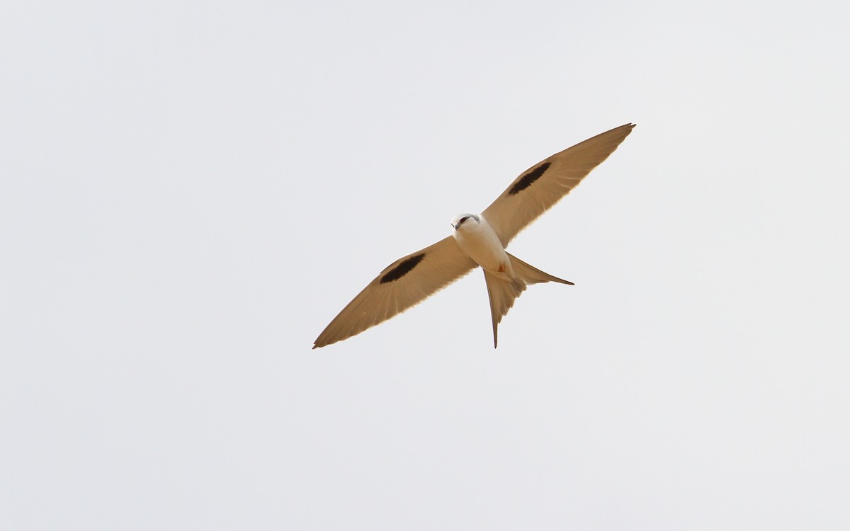 Scissor-tailed Kite - Christoph Moning