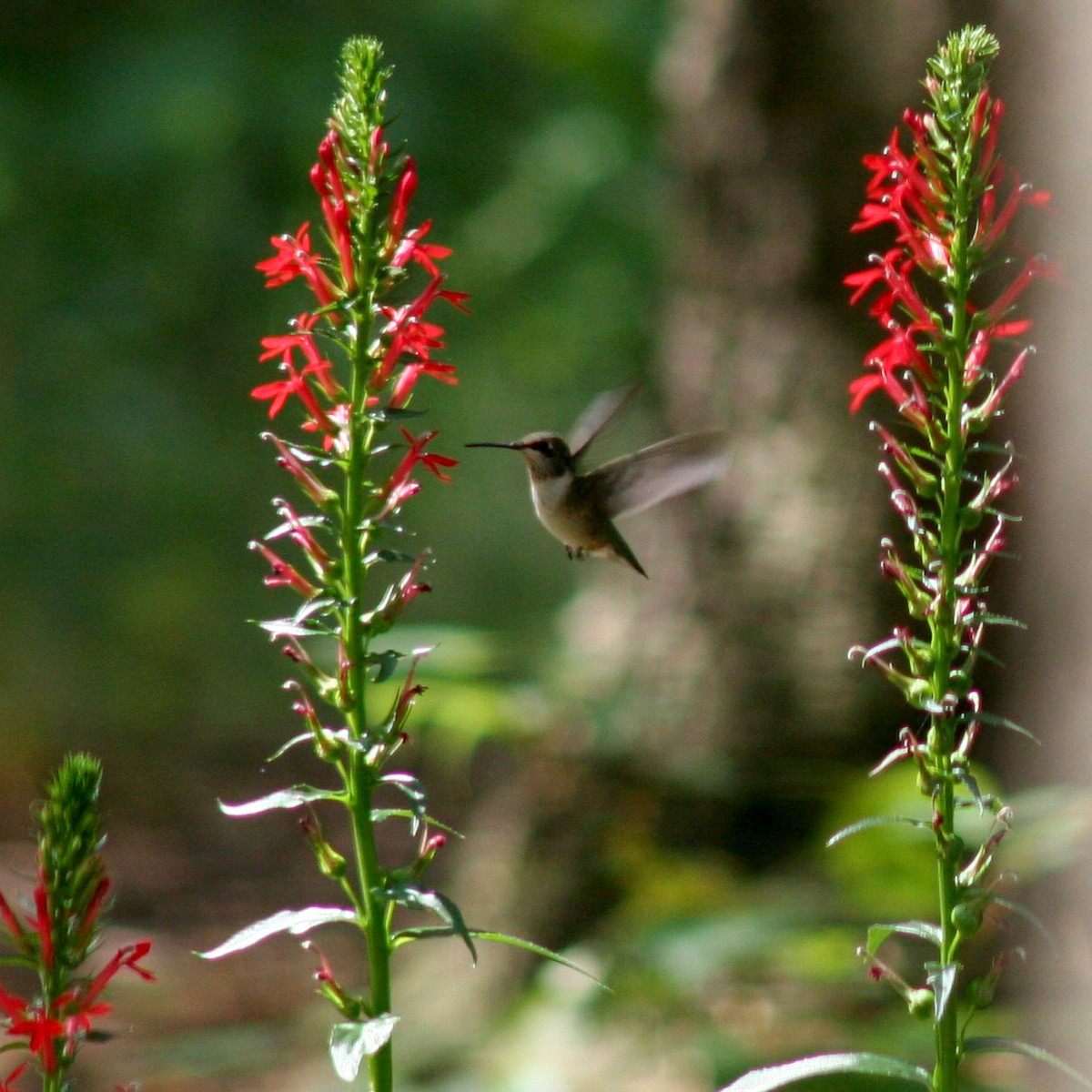 Ruby-throated Hummingbird - Sherry Plessner
