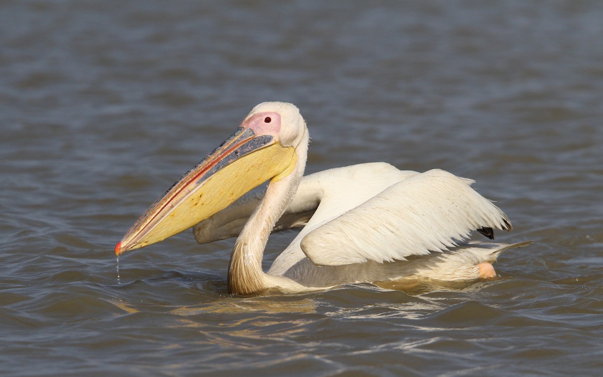 pelikán bílý - ML65629061